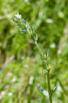 Corn gromwell